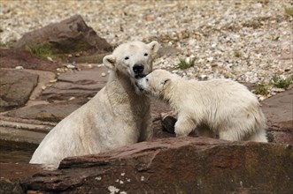 Polar bear mother with young polar bears (Ursus maritimus) . Nuremberg Zoo, Am Tiergarten 30,