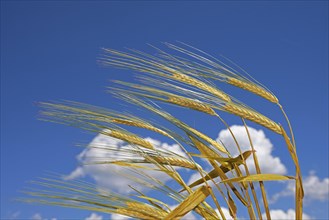 Ripe golden ears of grain, barley, in front of a deep blue sky with white clouds, Natternberg,