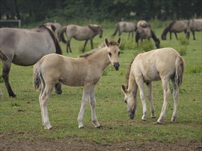 A foal and another horse on a green meadow, surrounded by a herd of other horses in the background,