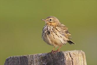 Meadow Pipit (Anthus pratensis) sitting on a pasture fence, Wildlife, Ochsenmoor, Naturpark Duemmer