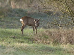 European roe deer (Capreolus capreolus), doe in winter coat, winter cover standing in a meadow,