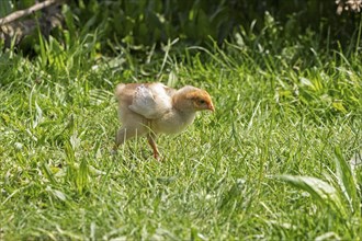 Wyandotte chicks, Wittorf, Samtgemeinde Bardowick, Lower Saxony, Germany, Europe