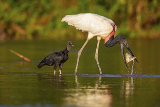 Jabiru (Jabiru mycteria) Pantanal Brazil