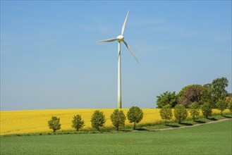 Landscape with fflowering rapeseed (Brassica napus) and a wind power station against blue sky in