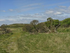A path leads through green vegetation under a slightly cloudy sky, dune and footpaths on the Wadden