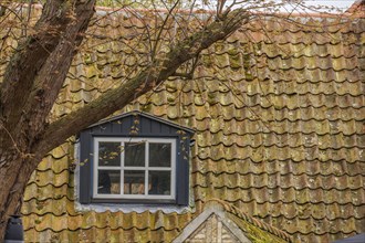 A mossy tiled roof with a small skylight and a tree in the foreground, old houses with green