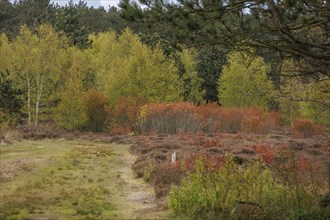 Wooded area in autumn with colourful leaves, a path and dense greenery, grasses and shrubs with