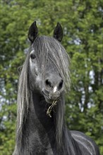 Andalusian, Andalusian horse