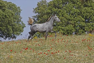 Andalusian, Andalusian horse, Antequerra, Andalusia, Spain, foal, flower meadow, Europe