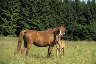 Arabian, horse, mare with foal