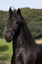 Friesian, Friesian horse