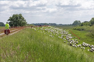 Sheep grazing on the dyke, cyclist, Elbe cycle path near Boizenburg, Mecklenburg-Western Pomerania,