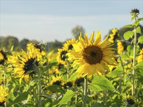 Close-up of a bright sunflower in a field with other plants in the background, blooming yellow