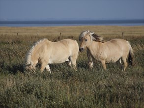Two beige horses stand and graze on a pasture in front of a wide open field and blue sky, horses on