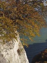 A branch with golden autumn leaves reaching out over the sea, next to white cliffs, autumn foliage