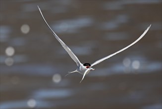 Arctic tern (Sterna paradisaea) in flight with fish in its beak, Schleswig-Holstein Wadden Sea