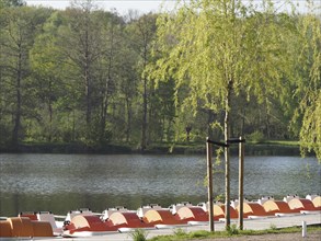 Young tree in full bloom next to a jetty with orange and white pedal boats on a lake in the