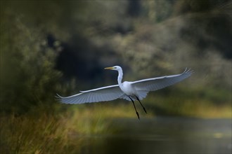 Flying great egret (Casmerodius albus), Lower Rhine, North Rhine-Westphalia, Germany, Europe