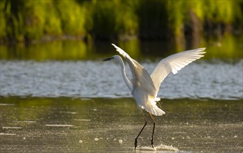 Great egret (Ardea alba), water, flight, Lower Austria