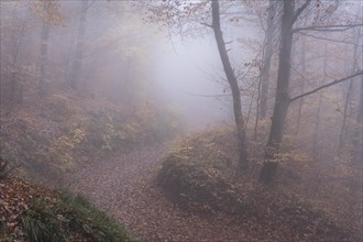 A forest path in a deciduous forest. Foggy weather. Colourful autumn leaves. Neckargemuend, Kleiner
