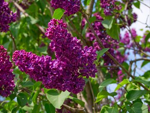 Lilac (Syringa), purple flowers