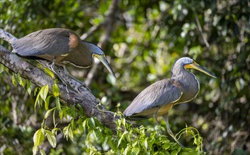 Two naked-throated herons (Tigrisoma mexicanum) sitting on a branch, Tortuguero National Park,