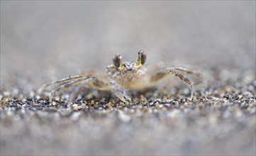 Small crab camouflaging itself in the sand, Tortuguero National Park, Costa Rica, Central America