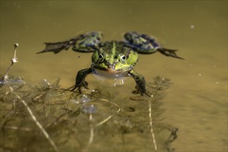 Green frog (Rana esculenta), Emsland, Lower Saxony, Germany, Europe