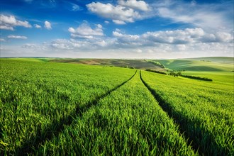 Green fields of Moravia, Czech Republic, Europe