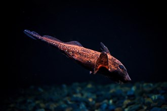 Spotted ratfish Hydrolagus colliei fish underwater in sea
