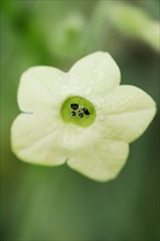 Ornamental tobacco or Brazilian tobacco (Nicotiana langsdorfii), flower, native to Brazil,