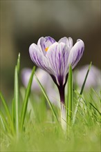 Flowering crocus (Crocus spec.) in spring, North Rhine-Westphalia, Germany, Europe