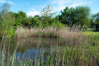 Pond in a natural garden, practical nature conservation, biotope for insects, amphibians and birds,