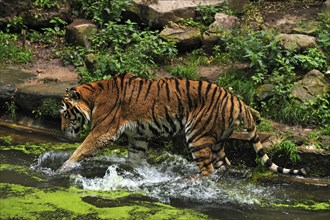Siberian tiger (Panthera tigris altaica) climbing into a moat with green Common duckweed (Lemna