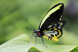 Bird moth (Ornithoptera priamus), male, captive, occurrence in Australia