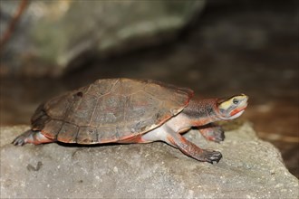 Red-bellied short-necked turtle (Emydura subglobosa), captive, occurring in Australia