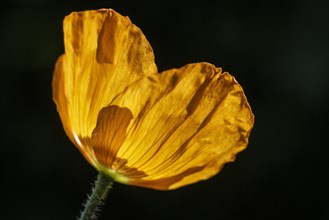 Welsh poppy (Meconopsis cambrica), flower, Emsland, Lower Saxony, Germany, Europe