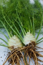 Fennel plant with roots with soil freshly pulled from an organic garden on a white table