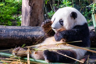 The giant panda (Ailuropoda melanoleuca), Chengdu, Sichuan, China, Asia