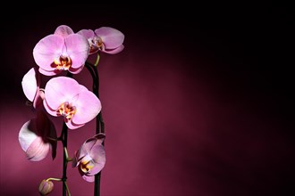 Pink orchid (Phalaenopsis) on dark purple background