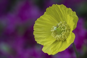 Welsh poppy (Meconopsis cambrica), Emsland, Lower Saxony, Germany, Europe