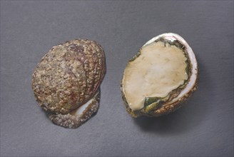 Two abalone shells, one whole and one halved, showcasing their rough exterior and glossy interior