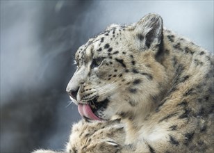 Snow leopard (Panthera uncia), portrait, occurring in the high mountains of Central Asia, captive