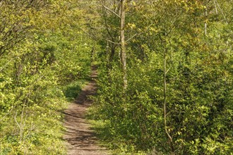Forest path in spring, surrounded by dense and fresh greenery, grasses and shrubs with trees and a