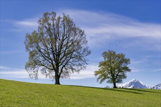 Common beeches (Fagus sylvatica) in spring, meadow, snow, Allgaeu, Ostallgaeu, Swabia, Bavaria,