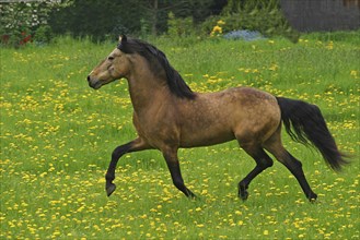 Andalusian, Andalusian horse, Spaniard