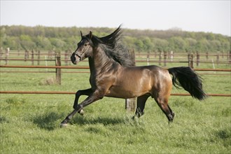 Andalusian, Andalusian horse