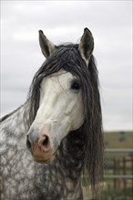 Andalusian, Andalusian horse, Antequera, Andalusia, Spain, Portrait, Europe