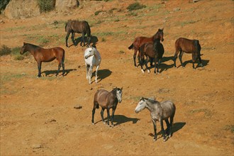 Andalusian, Andalusian horse, Antequerra, Andalusia, Spain, herd with foal, Europe