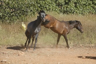 Andalusian, Andalusian horse, Antequerra, Andalusia, Spain, Europe